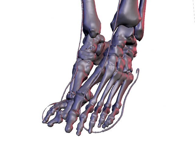 Lower leg bones.