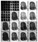 The WSQ transform subdivision matrix!