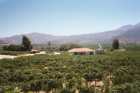 Vineyards, Domecq Winery