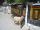 Drepung Monastery, Lhasa, Tibet