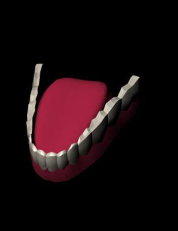 Bottom teeth model only.