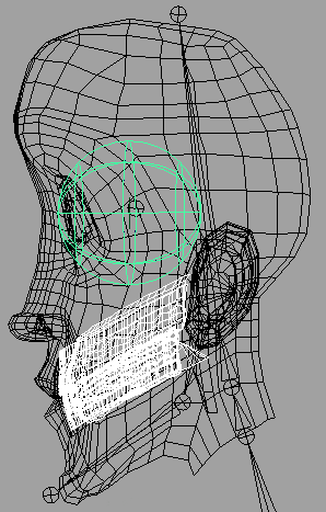 Location of teeth in head.