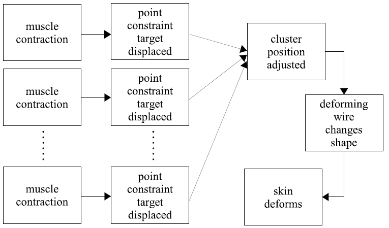 muscle model diagram