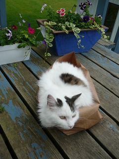 kitty 1