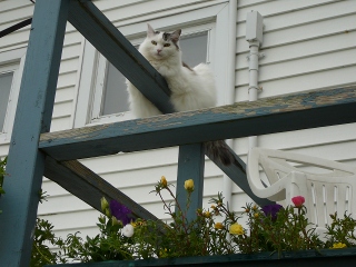kitty 3