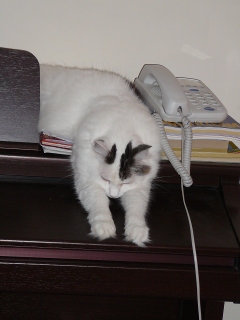 kitty 2