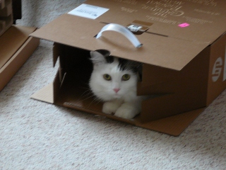 kitty 3