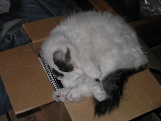 kitty 4