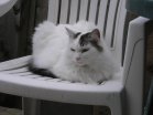 photo of my kitty