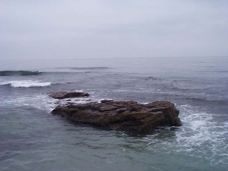 DCP01537 - See the seals