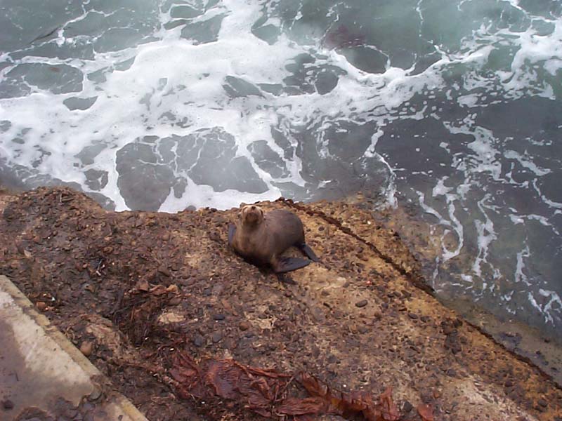 DCP01539 - The sea lion