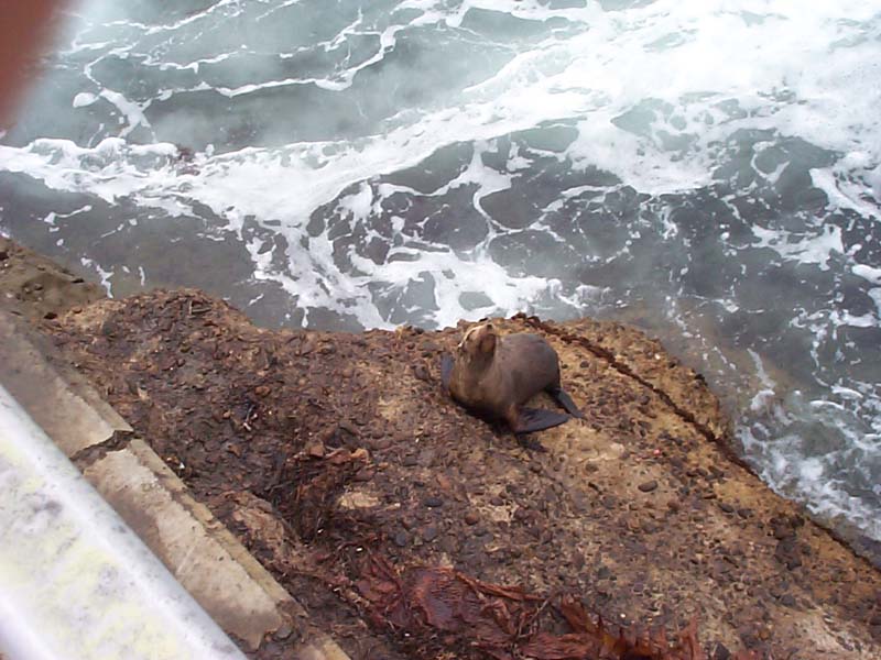 DCP01540 - The sea lion
