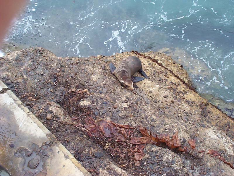 DCP01541 - The sea lion