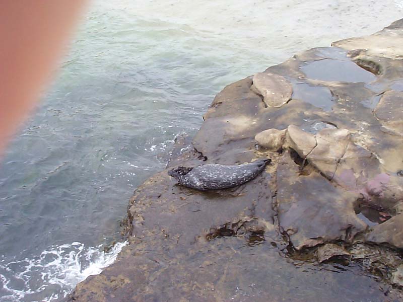 DCP01542 - Seals