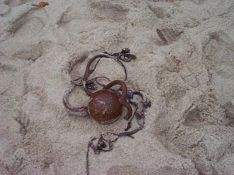 DCP01543 - Kelp on the beach