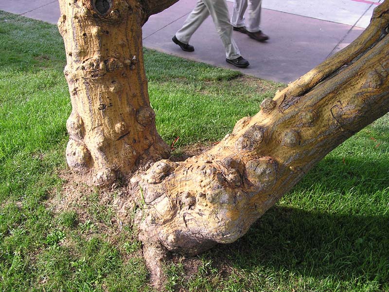P7280001 - Gnarled tree