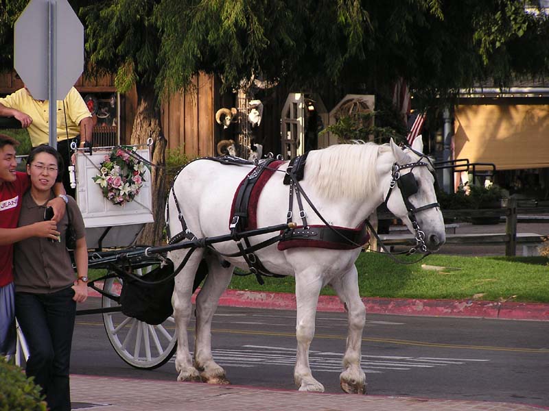 P7290018 - Buggy ride