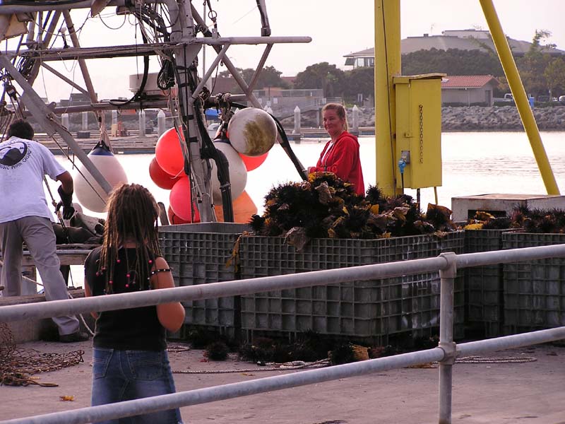 P7290023 - Unloading urchins