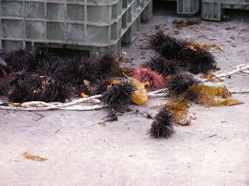 P7290024 - Urchins