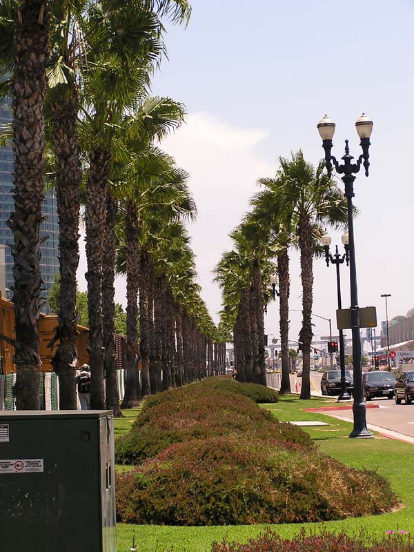 P7300041 - Front Street Palms