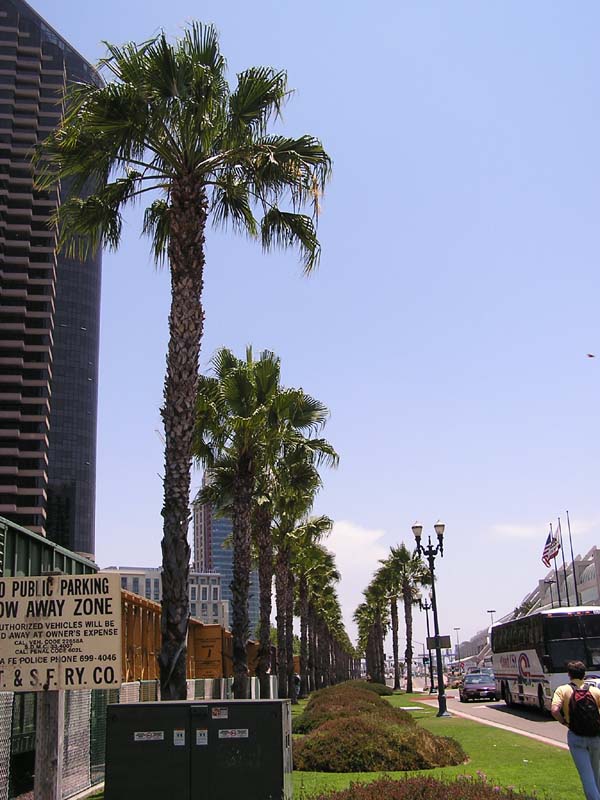 P7300042 - Front Street Palms