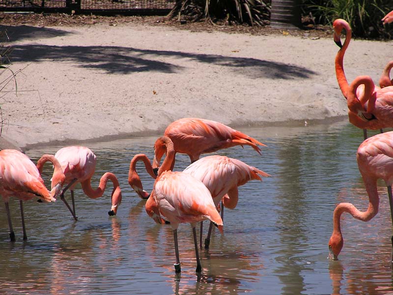 P8010086 - Flamingoes