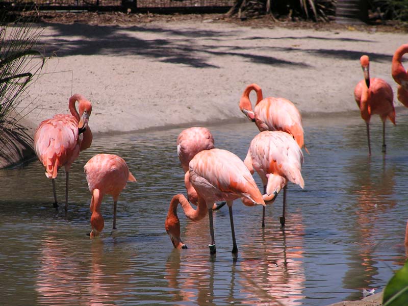 P8010087 - Flamingoes