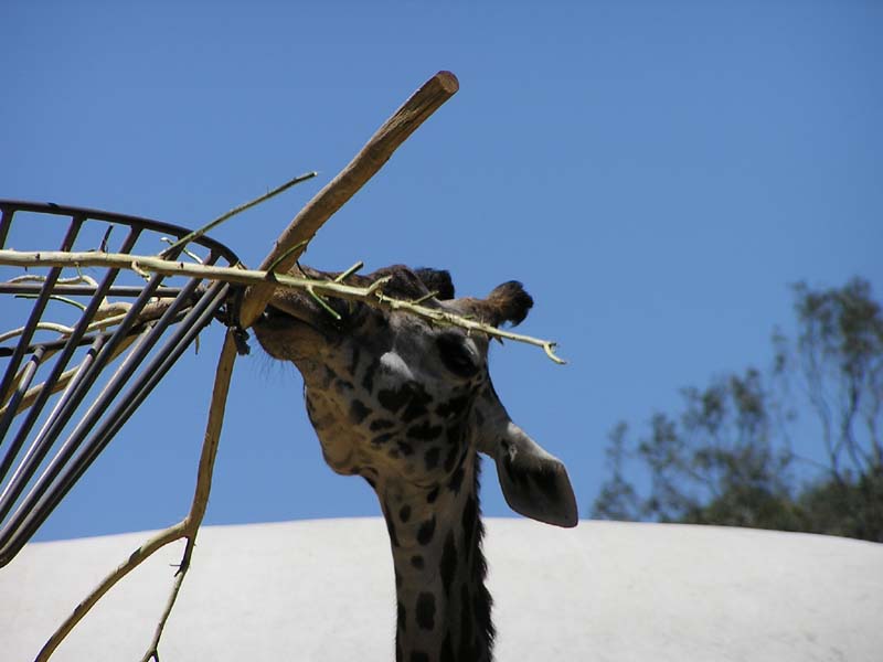 P8010100 - Giraffe