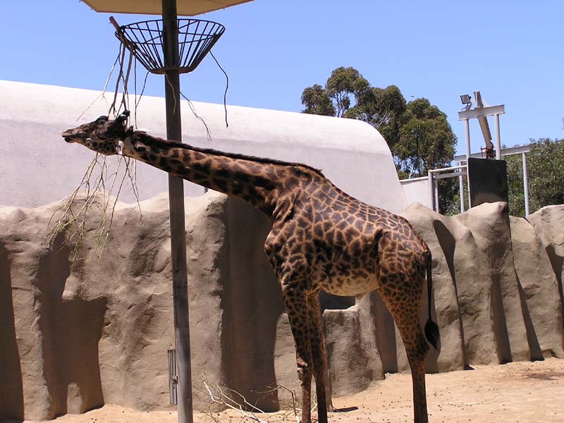 P8010101 - Giraffe