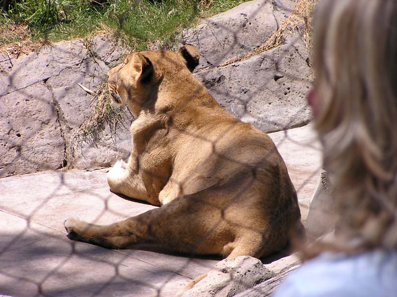 P8010102 - Lioness