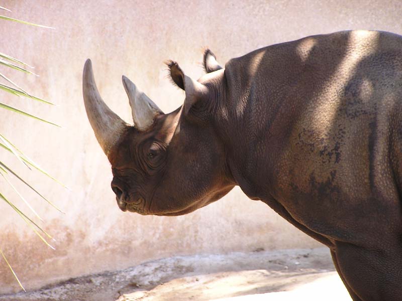 P8010106 - Black Rhino