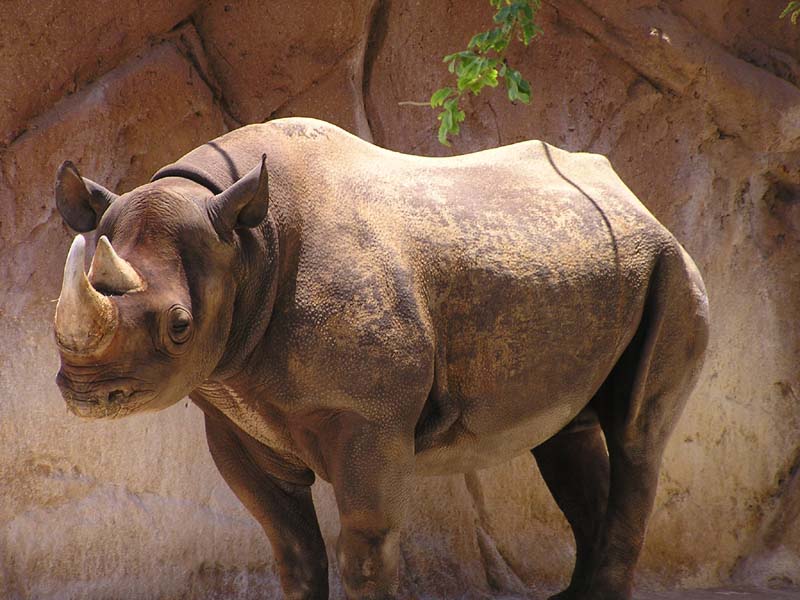 P8010107 - Black Rhino