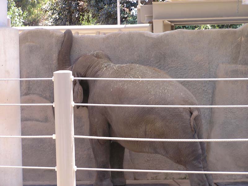P8010108 - Asian Elephant
