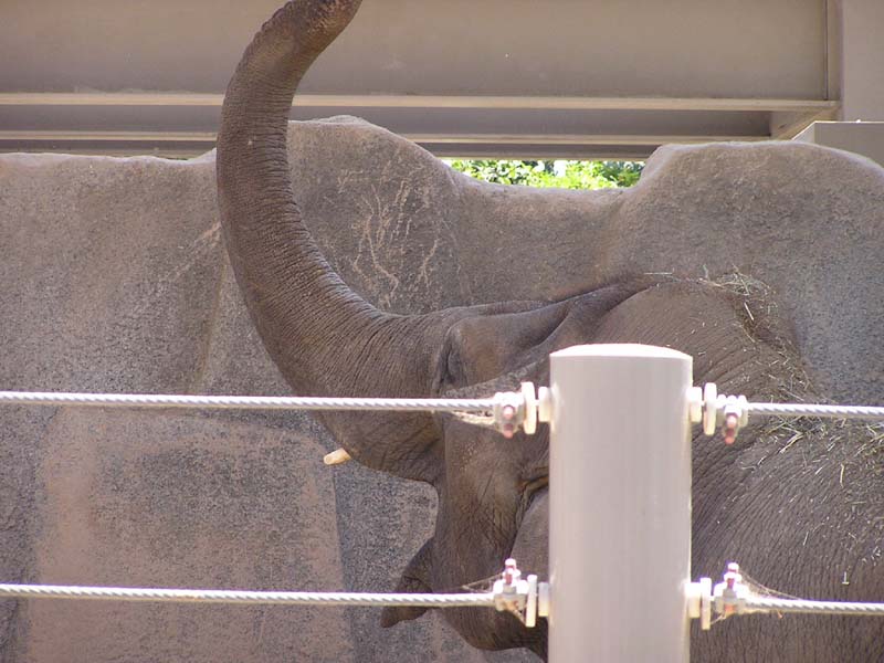 P8010109 - Asian Elephant