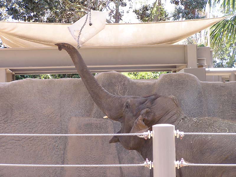 P8010110 - Asian Elephant