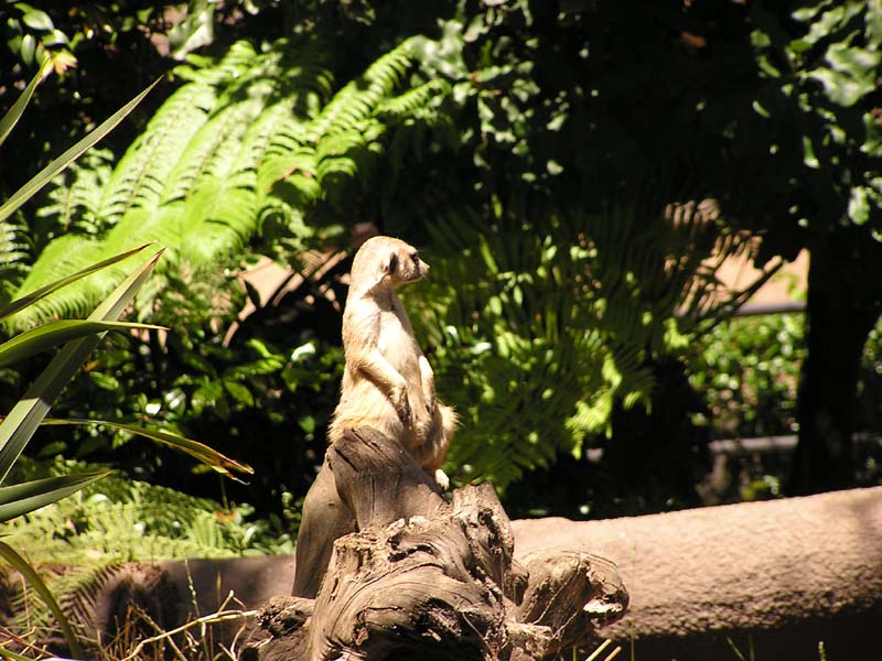 P8010112 - Meerkat