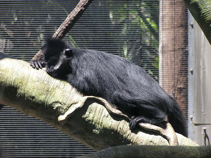 P8010113 - Monkey sleeping