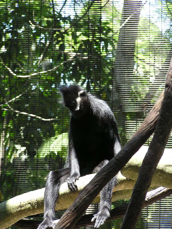 P8010114 - Monkey dozing