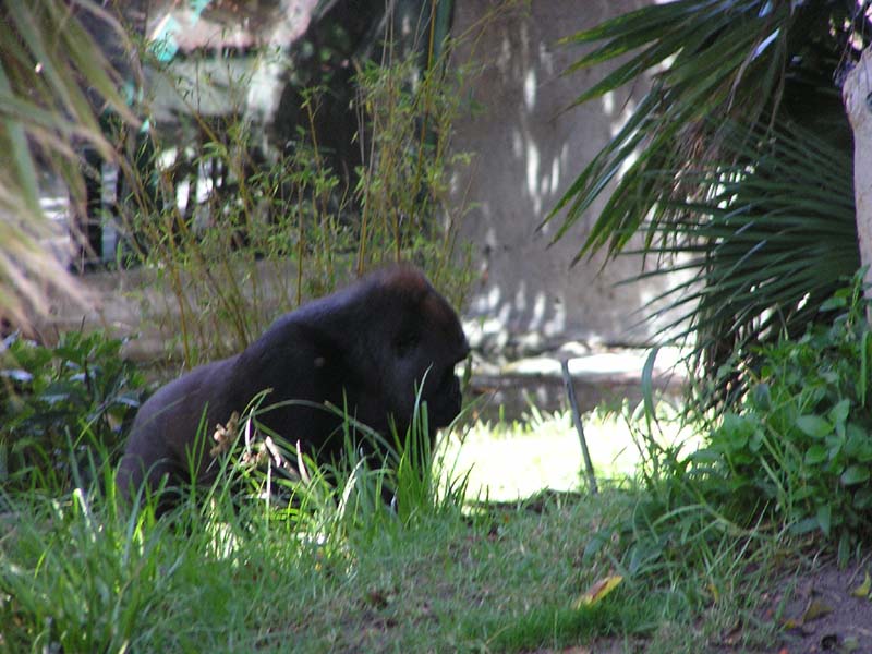 P8010119 - Gorilla