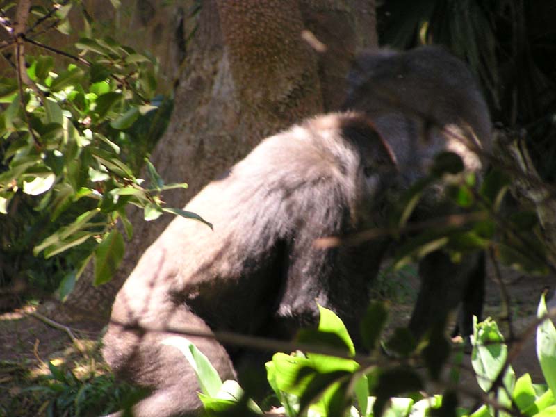 P8010121 - Gorilla