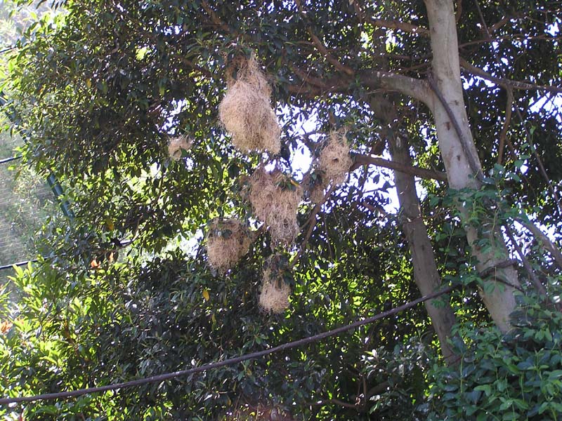 P8010126 - Nests