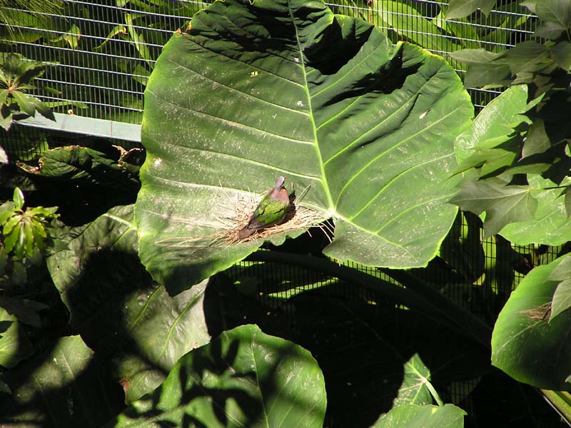 P8010127 - A Nest in a leaf