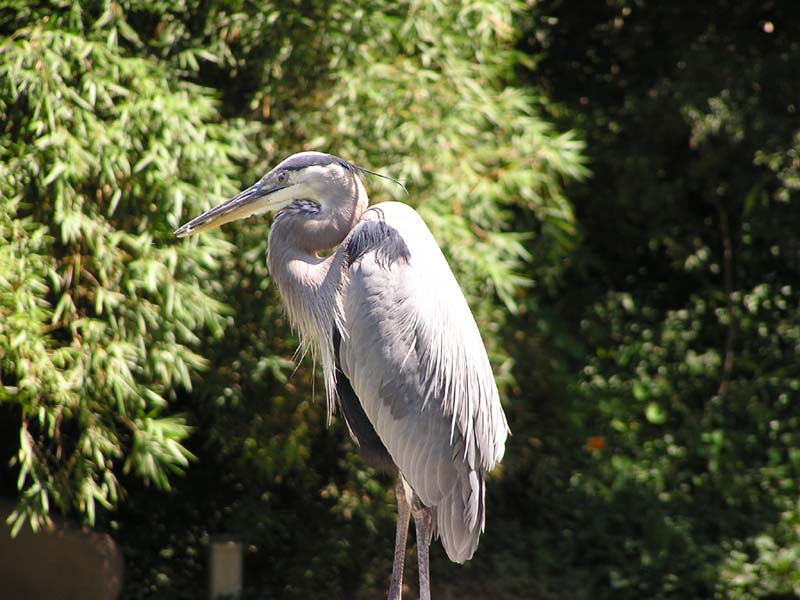 P8010139 - Heron