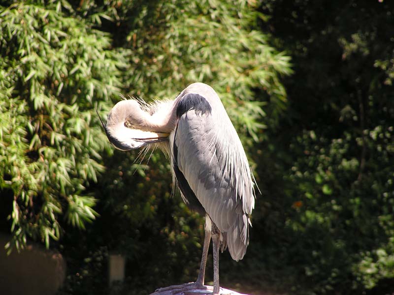 P8010140 - Heron