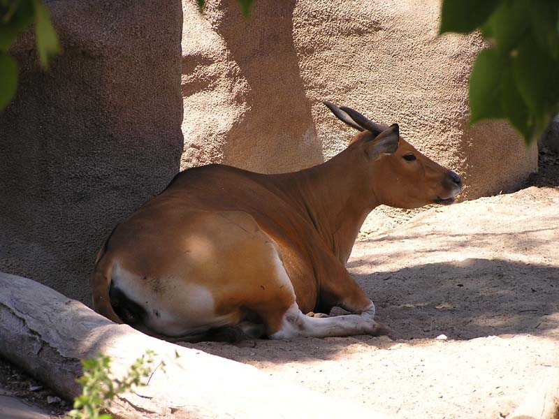 P8010141 - Some hoofed animal