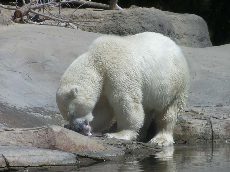 P8010142 - Polar Bear