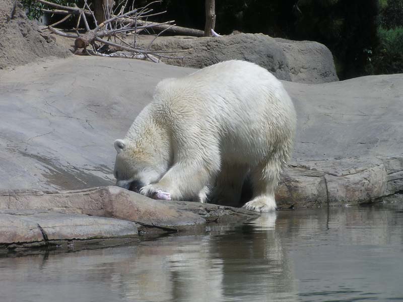 P8010144 - Polar Bear