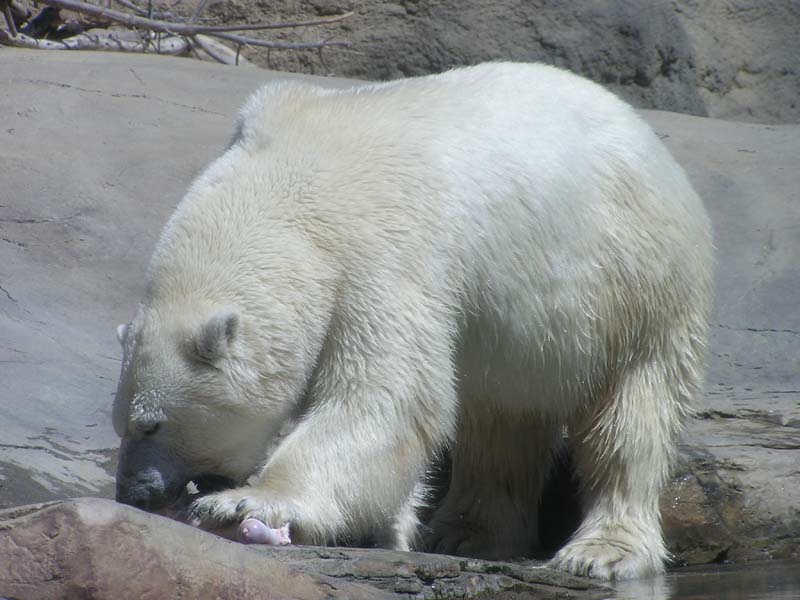 P8010145 - Polar Bear