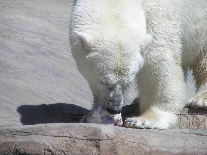 P8010147 - Polar Bear