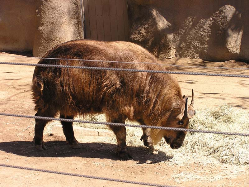 P8010152 - Takin
